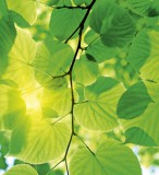 Dimex GREEN LEAVES fotótapéta, poszter, vlies alapanyag, 225x250 cm