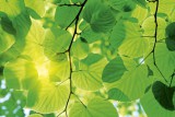 Dimex GREEN LEAVES fotótapéta, poszter, vlies alapanyag, 375x250 cm