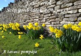Ágenda Kiadó Győrfiné Kató: Kató versek Szép gondolatok gyöngyei IV. A tavasz pompája - könyv
