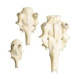 Alumínium őzkoponya, 12MM