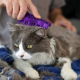 Ante Szőrápoló cica fésű