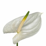 Anthurium - Flamingóvirág - Adina- Fehér