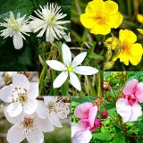 BACH VIRÁGESZENCIA ELSŐSEGÉLY CSEPPEK 10ML