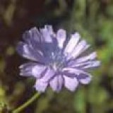 BACH VIRÁGESZENCIA KATÁNGKÓRÓ 10 ml - Az anyaság virága