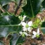 BACH VIRÁGESZENCIA MAGYAL 10 ml - A szívet megnyitó virág