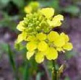 BACH VIRÁGESZENCIA VADREPCE 10 ml - A fény virága