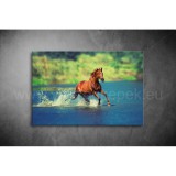 Barna Ló Vászonkép 085 áv-085