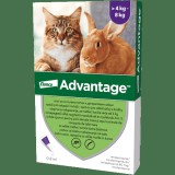 BAYER Advantage 80 spot on macskáknak és nyulaknak (4-8 kg között; 1 pipetta) 0,8 ml