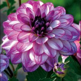 Benex Dahlia A kert ékszere - Dália Csábítás Seduction, Lila fehér, 3db
