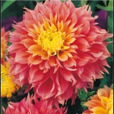 Benex Dahlia A kert ékszere - Dália Kogane Fubuki, Lazac rózsaszín, 3 db