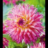 Benex Dahlia A kert ékszere - Dália Nenekazi, Pink sárga, 3 db