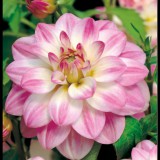 Benex Dahlia A kert ékszere - Dália Twilight Time Rózsaszín fehér, 3 db