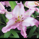 Benex Lilium - Egzotikus Oriental Brasilia liliom virághagyma 18/20, Lila-fehér, 2 db