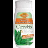 BIONE COSMETICS Bio Cannabis Sampon zsíros hajra 260 ml (8595061615833)