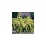 Cedrus deodara Golden Horizon - Cédrus himalájai arany