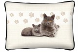 Cicás díszpárna, Brit szürke macska