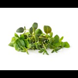 ClicknGrow Olasz Gyógynövénykeverék növénykapszula 9 db (PPMIPX9)