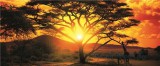 Consalnet African Sunset poszter, fotótapéta 400VEP /250x104 cm/