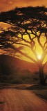 Consalnet Afrika vlies poszter, fotótapéta 055VET /91x211 cm/