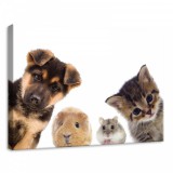 Consalnet Állatok, vászonkép, 70x50 cm méretben