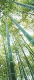 Consalnet Bambusz erdő öntapadós poszter, fotótapéta 150SKT /91x211 cm/