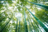 Consalnet Bambusz erdő poszter, fotótapéta Vlies (152,5 x 104 cm)