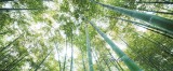 Consalnet Bambusz erdő vlies poszter, fotótapéta 150VEP /250x104 cm/