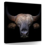 Consalnet Bölény, vászonkép 80x80 cm méretben