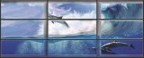 Consalnet Delfin az ablakon át vlies poszter, fotótapéta 441VEEXXL /624x219 cm/