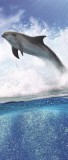 Consalnet Delfin öntapadós poszter, fotótapéta 188SKT /91x211 cm/