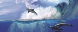 Consalnet Delfin vlies poszter, fotótapéta 442VEEXXXL /832x254 cm/