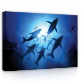 Consalnet Delfinek, vászonkép, 70x50 cm méretben