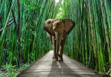 Consalnet Elefánt a bambuszerdőben poszter, fotótapéta, Vlies (104 x 70,5 cm)