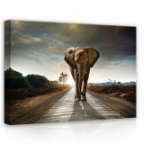 Consalnet Elefánt, vászonkép, 70x50 cm méretben