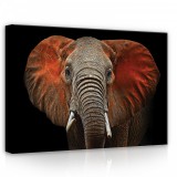 Consalnet Elefánt, vászonkép, 70x50 cm méretben