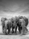 Consalnet Elefántok poszter, fotótapéta, Vlies (184x254 cm, álló)