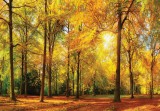 Consalnet Erdő poszter, fotótapéta (100 x 75 cm)