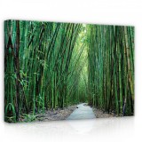 Consalnet Erdő, vászonkép, 70x50 cm méretben