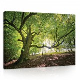 Consalnet Erdő, vászonkép, 70x50 cm méretben