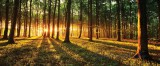 Consalnet Erdő vlies poszter, fotótapéta 2226VEP /250x104 cm/