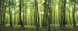 Consalnet Erdő vlies poszter, fotótapéta 444VEEXXL /624x219 cm/