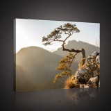 Consalnet Fa a hegyekben, vászonkép, 60x40 cm méretben