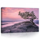 Consalnet Fa a sziklán, vászonkép, 60x40 cm méretben