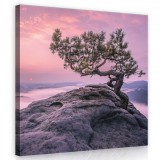 Consalnet Fa a sziklán, vászonkép 80x80 cm méretben