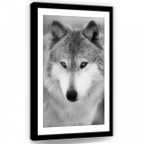 Consalnet Farkas fekete-fehérben, vászonkép, 40x60 cm méretben