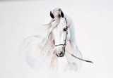Consalnet Fehér ló poszter, fotótapéta, Vlies (416 x 290 cm)