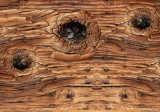 Consalnet Göcsörtös fa poszter, fotótapéta Vlies (152,5 x 104 cm)