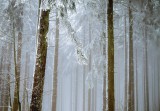 Consalnet Havas erdő poszter, fotótapéta Vlies (152,5 x 104 cm)