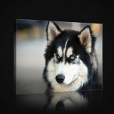 Consalnet Husky, vászonkép, 60x40 cm méretben