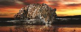 Consalnet Jaguár poszter, fotótapéta 126VEP /250x104 cm/